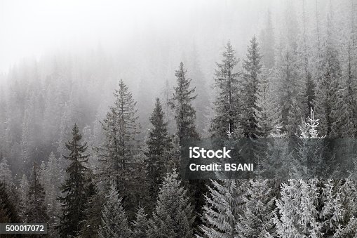 istock Frozen winter forest in the fog 500017072