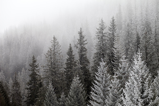 Frozen winter forest in the fog