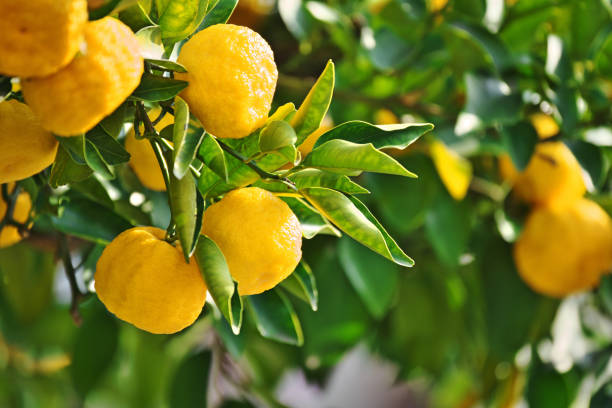 Fruit of the Citrus junos Fruit of the Citrus junos chigasaki stock pictures, royalty-free photos & images