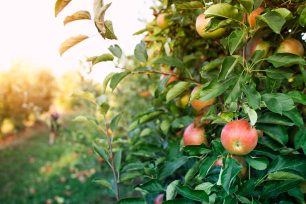 Fruit orchard with apple trees. Apple orchard. Tree branch with apples in sunset. apple orchard stock pictures, royalty-free photos & images