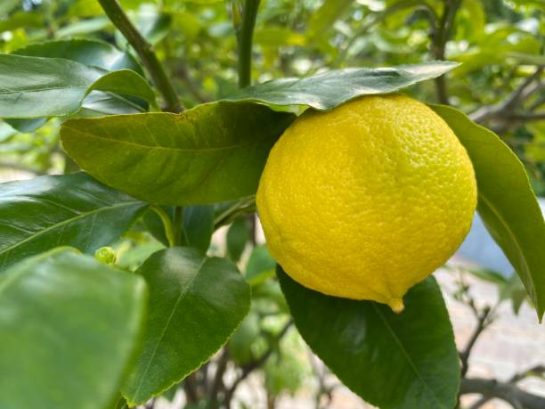 Fruits of the Bergamot Orange, (Citrus x Bergamia), Bergamotte or Bergamote stock photo