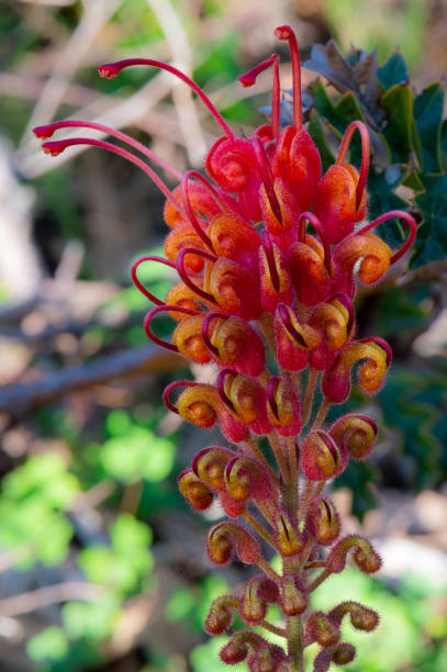 Fuchsia grevillea ("Grevillea bipinnatifida"), a shrub endemic to Western Australia stock photo
