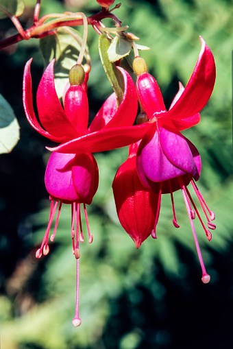 Fuchsia 'Herald' a perennial hardy autumn summer flowering shrub plant with a red purple summertime flower, stock photo image
