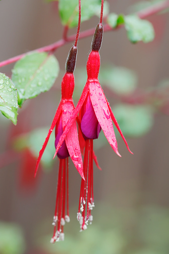Fuchsia is a genus of flowering plants that consists mostly of shrubs or small trees. The first, Fuchsia triphylla, was discovered on the Caribbean island of Hispaniola (present day Dominican Republic and Haiti) in 1703 by the French Minim monk and botanist, Charles Plumier. He named the new genus after the renowned German botanist Leonhart Fuchs (1501–1566).\nFuchsia magellanica, is a species of flowering plant in the family Onagraceae, native to Southern Argentina and Chile. It is widely cultivated as a garden plant, and quite frost-hardy compared to other fuchsias (source Wikipedia).