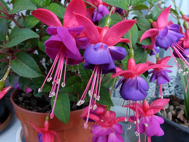 Fuchsia A fuchsia in flowerpot with different colors. fuchsia flower stock pictures, royalty-free photos & images