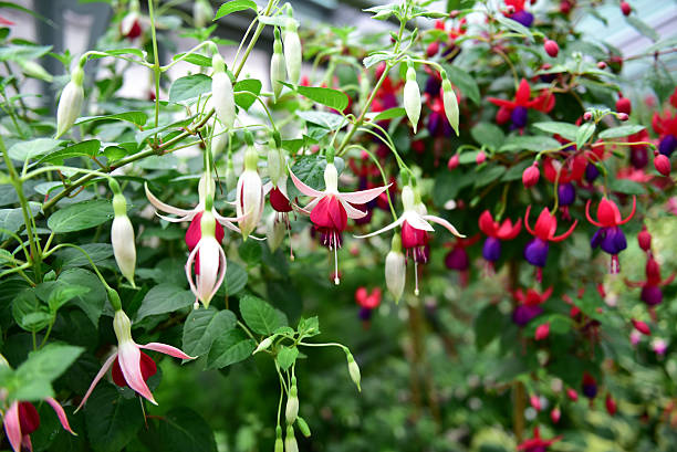 Fuchsia Fuchsia fuchsia flower stock pictures, royalty-free photos & images