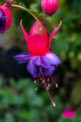 Fuchsia 'Winston Churchill' a perennial hardy autumn summer flowering shrub plant with a red purple summertime flower, stock photo image