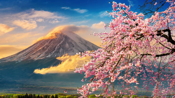Fuji mountain and cherry blossoms in spring, Japan. stock photo