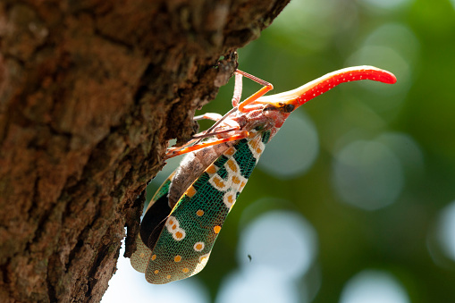 Fulgorid Bug Beetle With Beautiful Colorful Patterns Stock Photo ...
