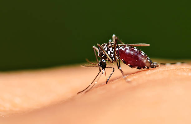 Full blood on mosquito body Full blood on mosquito body while bite human skin malaria parasite stock pictures, royalty-free photos & images
