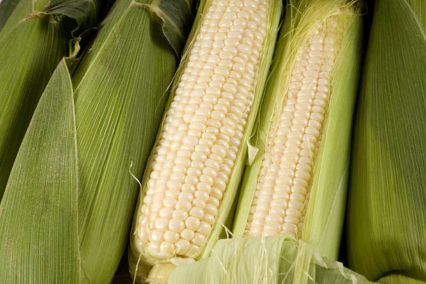 Full Closeup of Two Ears Of Corn Husked stock photo