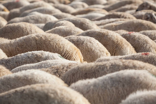Full Frame Background Of Livestock Animals DSLR photo of back of flock of sheep as background.The heads of sheep are hidden, only their back is seen in frame.No people seen either.The photo was shot with a full frame DSLR camera in daylight during Feast of the Sacrifice (in Turkish: Kurban Bayrami, in Arabic: Eid Al-Adha) in Turkey. eid al adha stock pictures, royalty-free photos & images