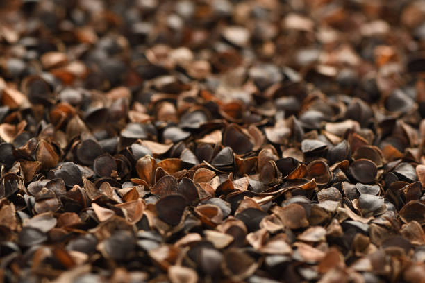 Full Frame Image of Buckwheat Hulls with Shallow Depth of Field stock photo