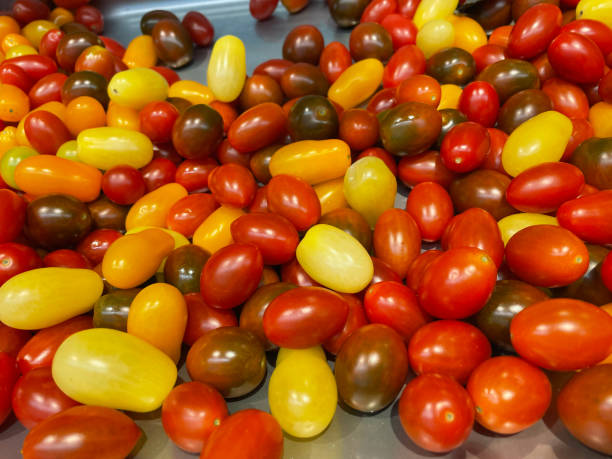 Full frame image of metal tay full of red, yellow, green and orange, small cherry plum tomatoes, focus on foreground stock photo