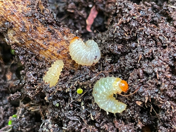 Full frame image of vine weevil larvae (Otiorhynchus sulcatus) in compost surrounding roots of a potted plant, grubs eating plant root system, elevated view stock photo