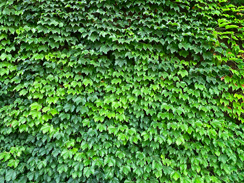 100+ Ivy Pictures | Download Free Images on Unsplash