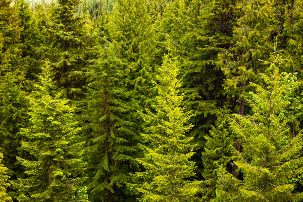 Full frame of tall evergreen pine trees stock photo