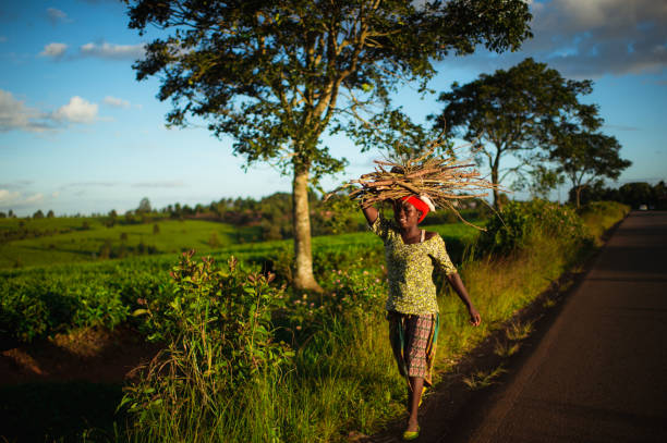 Full Length Portrait of Young African woman walking with a bundle of firewood on her head next to a road next to a tea plantation stock photo