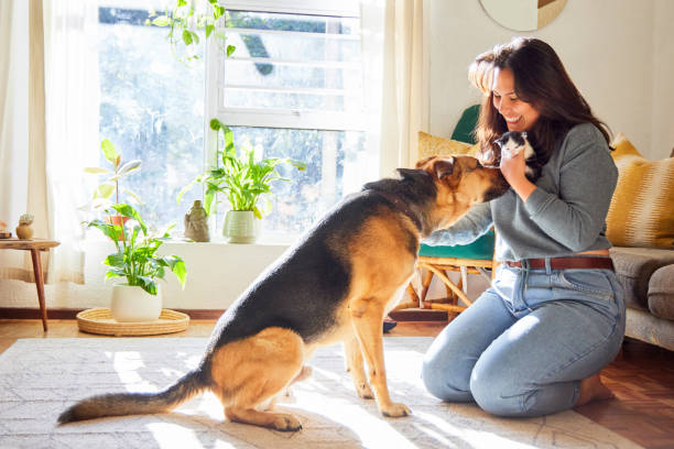 Full length shot of a young woman kneeling in the living room and introducing her dog to the new kitten stock photo