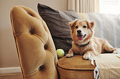 istock Full length shot of an adorable dog lying on the sofa at home 1349321709