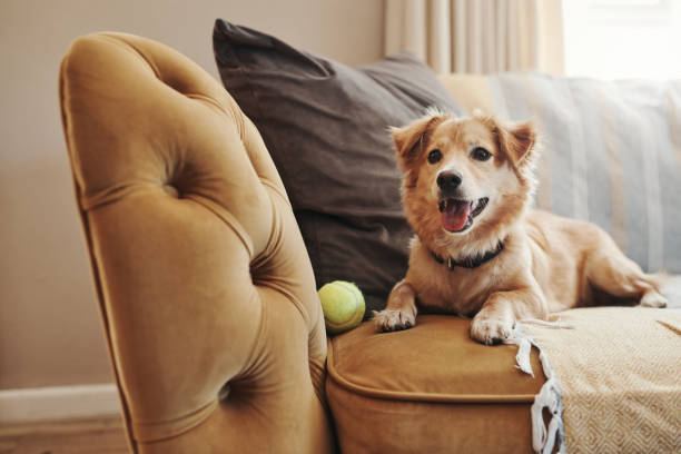 Full length shot of an adorable dog lying on the sofa at home stock photo
