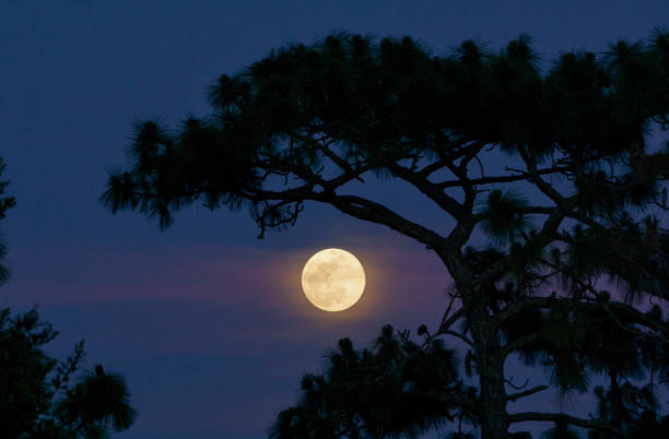 Full Moon as Clouds Pass By During Sunset Catching Purple Light in Orlando Florida USA stock photo