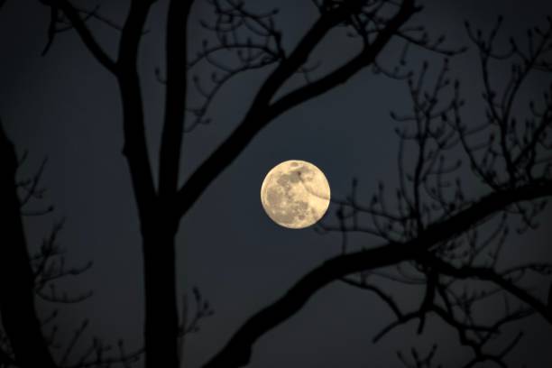 full moon framed by tree branches - supermoon imagens e fotografias de stock