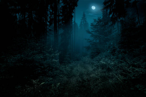 volle maan over de vuren bomen van magic mystery night forest. halloween achtergrond. - bos stockfoto's en -beelden