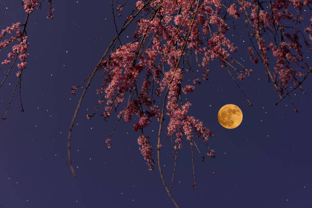 full moon rising over the weeping cherry tree - supermoon imagens e fotografias de stock
