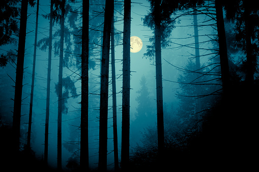 Full moon through the spruce trees in magic mystery night forest. Halloween backdrop.