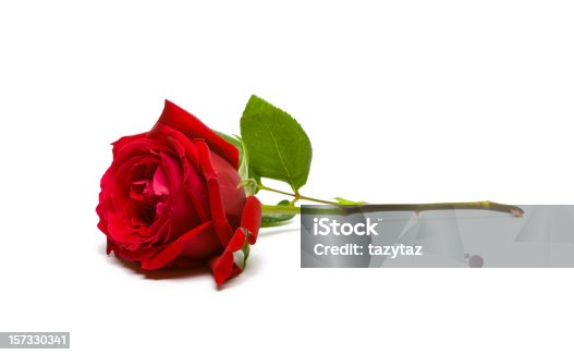 istock A full, single red rose on a white background 157330341