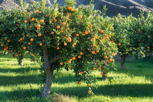 full tree of Oranges full tree of mediterranean oranges grown in a grassy meadow orange tree stock pictures, royalty-free photos & images