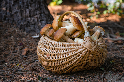 Full wicker basket of Boletus Edulis in the forest. Mushroom basket in the woods at fall. Nobody
