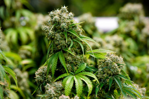 Fully mature cannabis flower stock photo