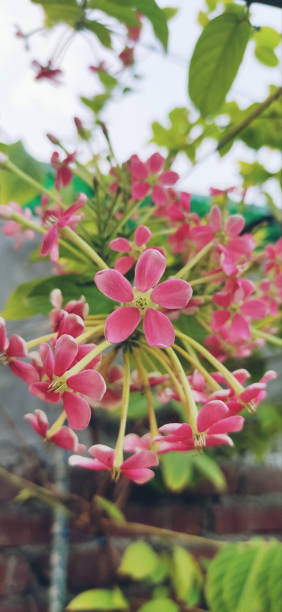 Fulwari Flowers group stock photo