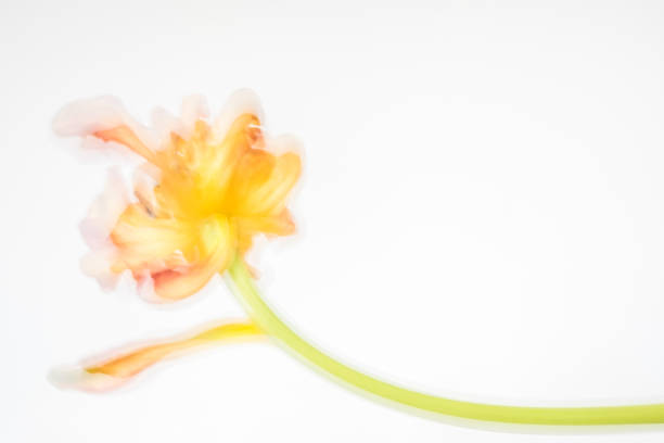 Fun abstract of colorful, moving tulip petals on stationary stem stock photo