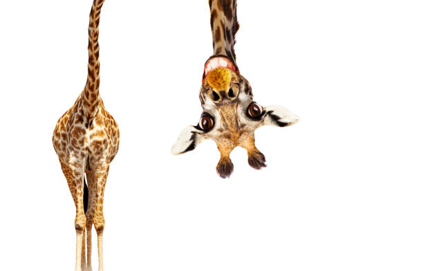 fun cute upside down portrait of giraffe on white - humor imagens e fotografias de stock