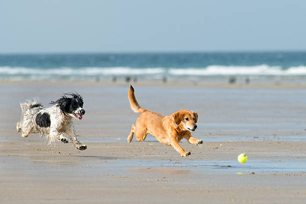 Fun in the sun Two dogs playing with a ball on the beach chasing stock pictures, royalty-free photos & images