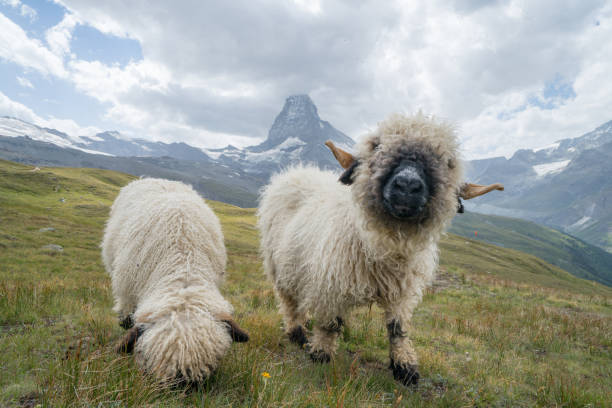 Fun sheep at Matterhorn, Switzerland Two sheeps grazing grass in Zermatt with the beautiful and famous Matterhorn peak on the background. Switzerland culture, mountain life concept valais canton stock pictures, royalty-free photos & images