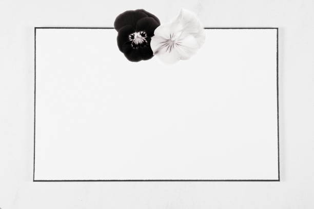 begrafenis condoleance kaart. bloemblaadjes op witte marmeren achtergrond, lege frame in de buurt van gehoornde viooltje geïsoleerd, waardering, gevoelens compliment, kaart groet, rouw frame. - rouwkaart stockfoto's en -beelden