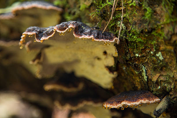 Fungi growning on a fallen log stock photo