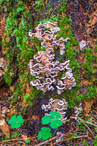 Fungi on a tree trunk with green clover leaf