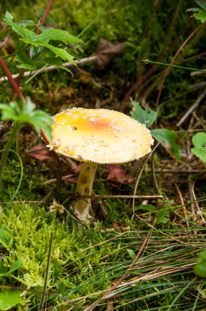 Fungi stock photo