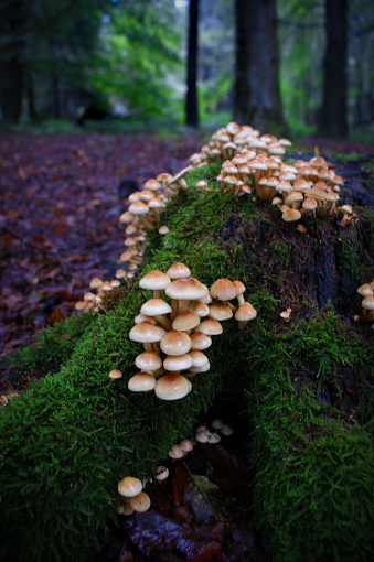 Family of fungus making their home on a mossy tree stump in Auchtermuchty forest,  Fife.