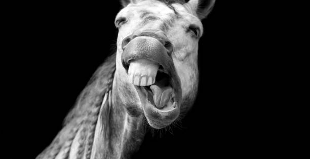 Funny Animal Crazy Horse Happy A Funny Silly Looking Horse Appears to Be Laughing Its Face Off donkey teeth stock pictures, royalty-free photos & images