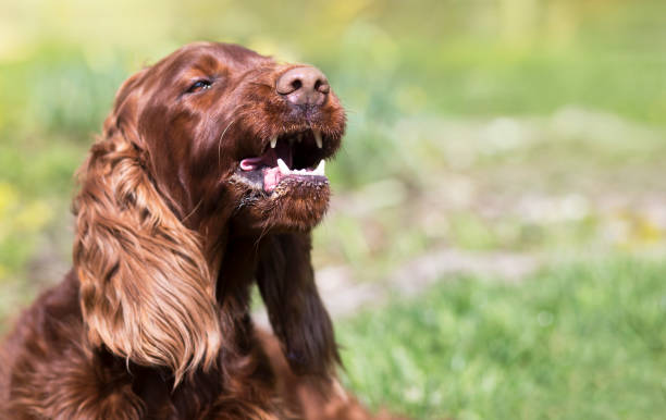 Irish Setter Dog Stock Photos, Pictures & Royalty-Free Images - iStock