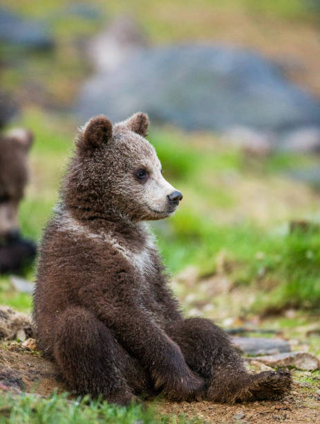 Funny bear cub sits on the ground in the forest. stock photo