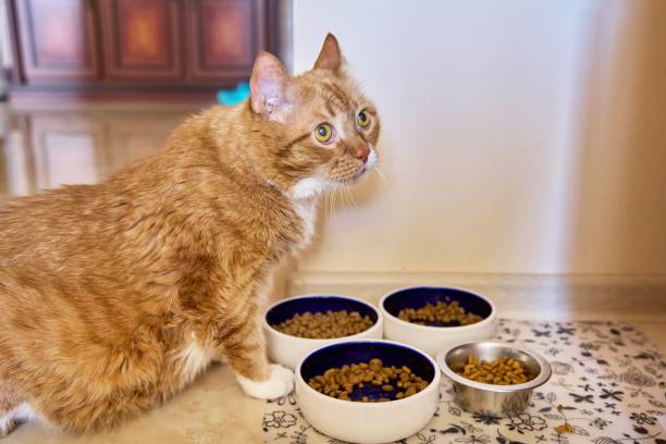Funny big red cat pet eats food, at home in the kitchen from animal plates stock photo