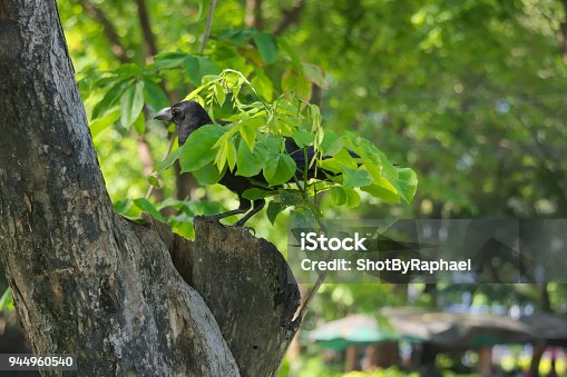91891381istockphoto Crow 91891381 91891381istockphoto