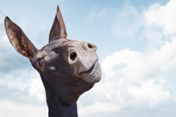 Funny black donkey smiling on blue sky Funny black donkey smiling on blue sky donkey teeth stock pictures, royalty-free photos & images